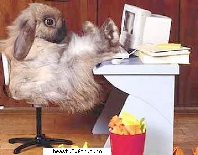 Calculatoare:)) - hmmm... si animalele??? - Foto haioase ptr orice varsta