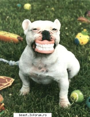 Catelusi draguuuuuuutzi:D - Angelintears - Animale 1