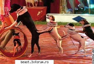 Catelusi draguuuuuuutzi:D - cateii stiu sa danseze mai bine ca unii - Animale 1