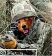 Catelusi draguuuuuuutzi:D - Scena din "Cats and Dogs" :)) - Animale 1