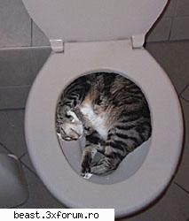 Pisicutze :D:D:DD - Angelintears - Foto haioase ptr orice varsta