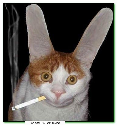 Pisicutze :D:D:DD - Angelintears - Foto haioase ptr orice varsta