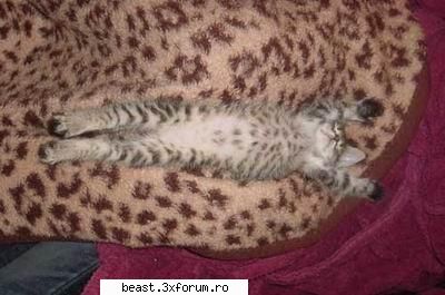 Pisicutze :D:D:DD - Angelintears - Foto haioase ptr orice varsta