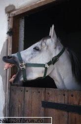 new - Angelintears - Animale 1