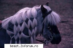 new - Angelintears - Animale 1