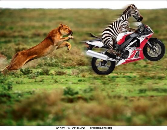 new - Angelintears - Animale 1