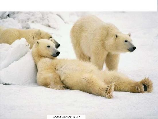 new - Angelintears - Animale 1